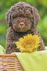 Lagotto Romagnolo Welpe im Krbchen