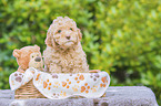 Lagotto Romagnolo Welpe im Krbchen