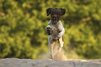 rennender Lagotto Romagnolo