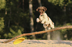 springender Lagotto Romagnolo