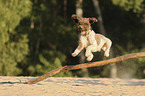 springender Lagotto Romagnolo