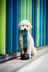 sitzender Lagotto Romagnolo