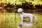 Lagotto Romagnolo