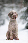 sitzender Lagotto Romagnolo