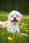 liegender Lagotto Romagnolo