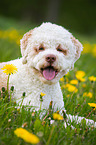 liegender Lagotto Romagnolo