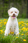 sitzender Lagotto Romagnolo