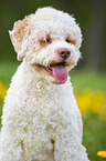 Lagotto Romagnolo Portrait