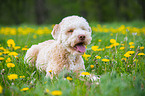 liegender Lagotto Romagnolo