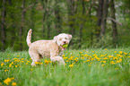 spielender Lagotto Romagnolo