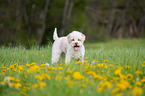 Lagotto Romagnolo