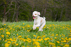 rennender Lagotto Romagnolo