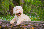 liegender Lagotto Romagnolo