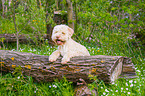 Lagotto Romagnolo