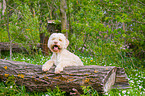 Lagotto Romagnolo