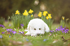 liegender Lagotto Romagnolo