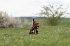 rennender Lagotto Romagnolo