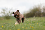 Lagotto Romagnolo