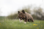 rennender Lagotto Romagnolo