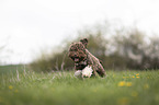 rennender Lagotto Romagnolo