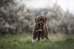 Lagotto Romagnolo