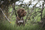 sitzender Lagotto Romagnolo