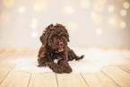 Lagotto Romagnolo Welpe