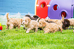 Lagotto Romagnolo Welpen