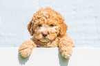 Lagotto Romagnolo Welpe