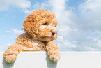 Lagotto Romagnolo Welpe