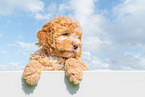 Lagotto Romagnolo Welpe