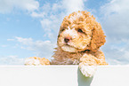 Lagotto Romagnolo Welpe