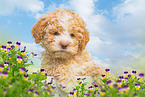 Lagotto Romagnolo Welpe