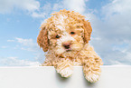 Lagotto Romagnolo Welpe