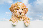 Lagotto Romagnolo Welpe