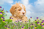 Lagotto Romagnolo Welpe