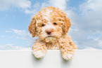 Lagotto Romagnolo Welpe