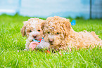 Lagotto Romagnolo Welpen