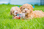 Lagotto Romagnolo Welpen