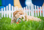 Lagotto Romagnolo Welpe