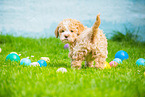 Lagotto Romagnolo Welpe