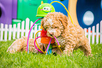 Lagotto Romagnolo Welpen