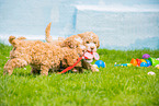 Lagotto Romagnolo Welpen