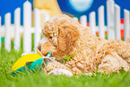 Lagotto Romagnolo Welpe