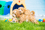 Lagotto Romagnolo Welpen