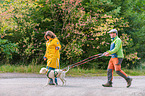 Lagotto Romagnolo beim Zughundesport