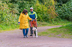 Lagotto Romagnolo beim Zughundesport