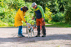 Lagotto Romagnolo beim Zughundesport