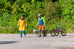 Lagotto Romagnolo beim Zughundesport