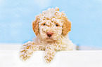 Lagotto Romagnolo Welpe